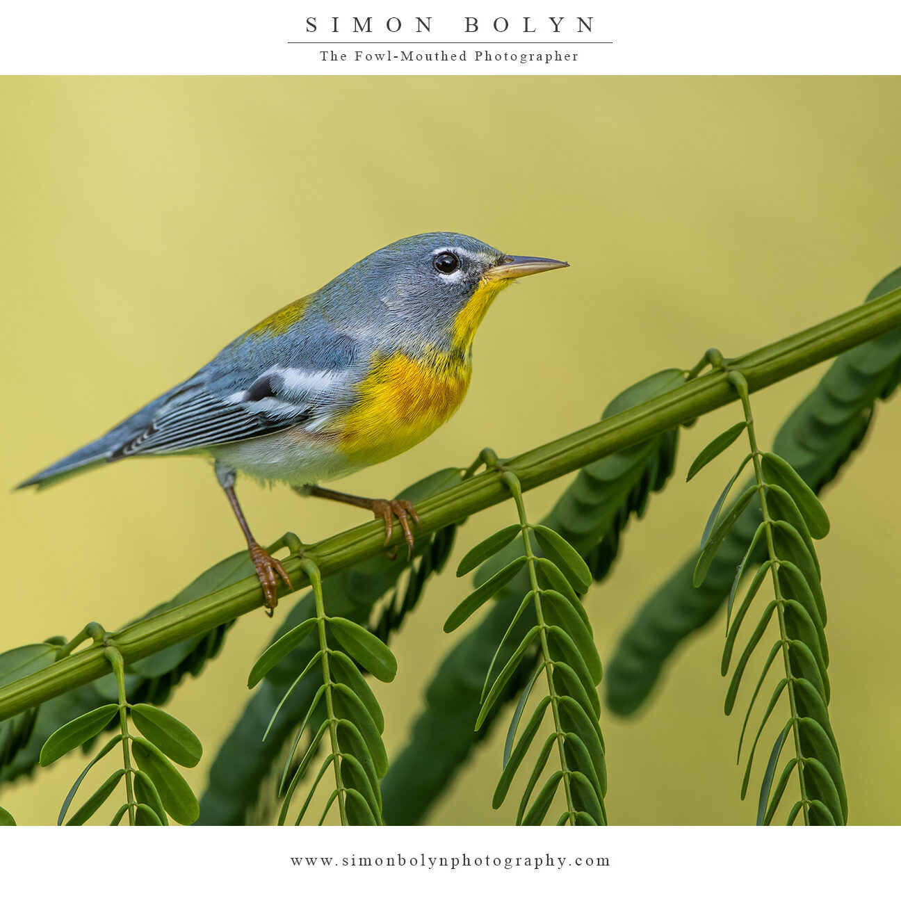 Northern-Parula-4