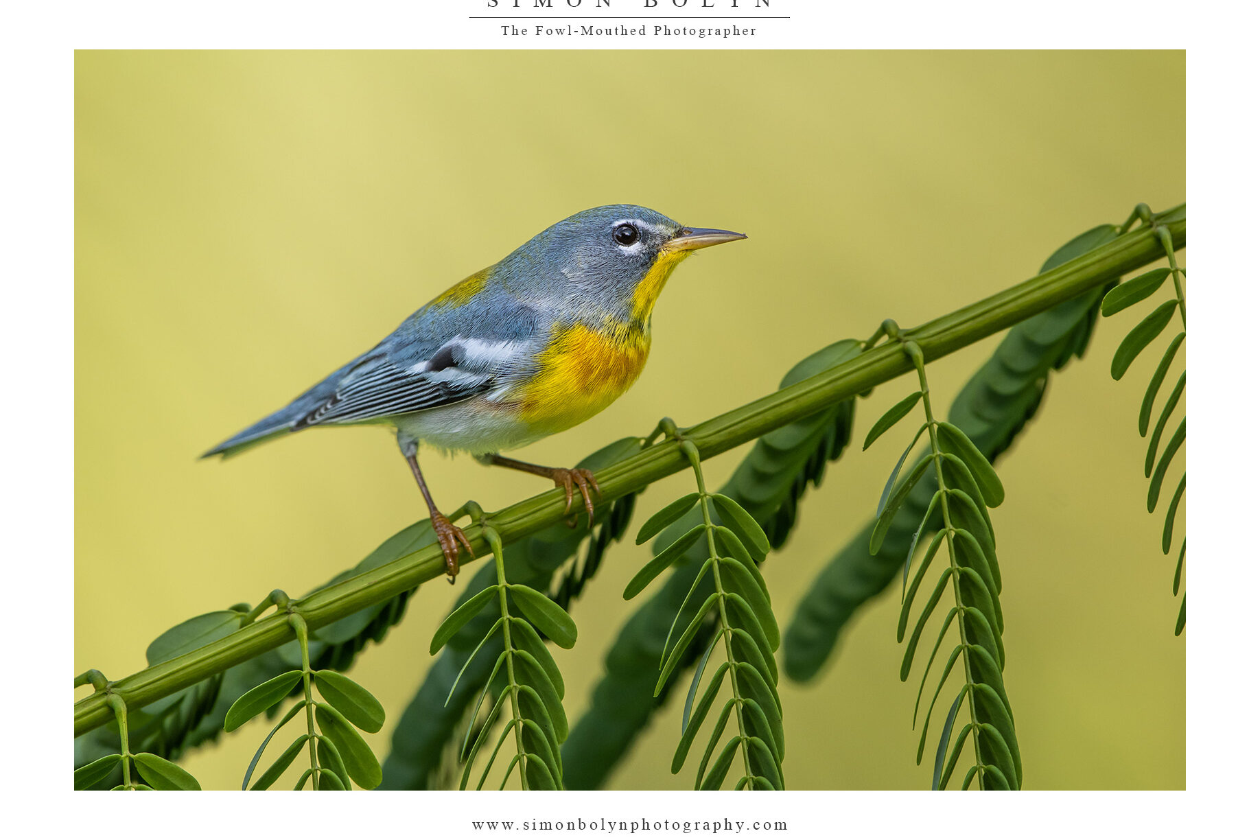 Northern-Parula-4