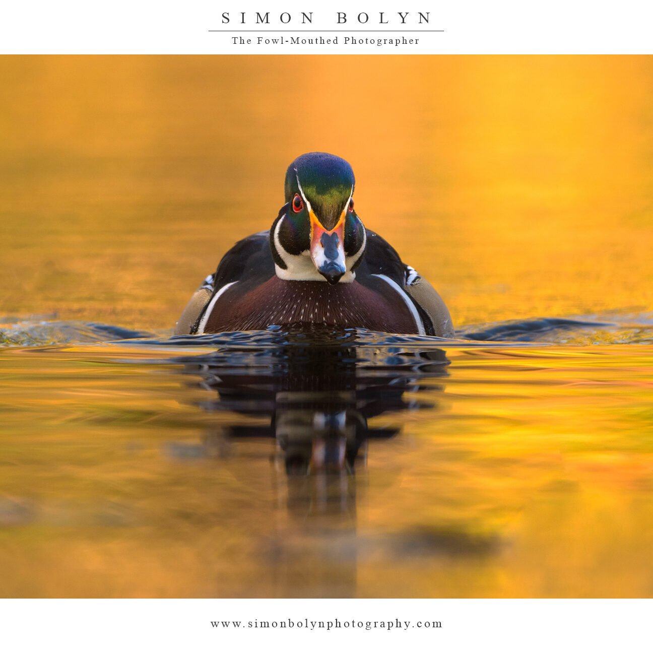 Wood-Duck-23