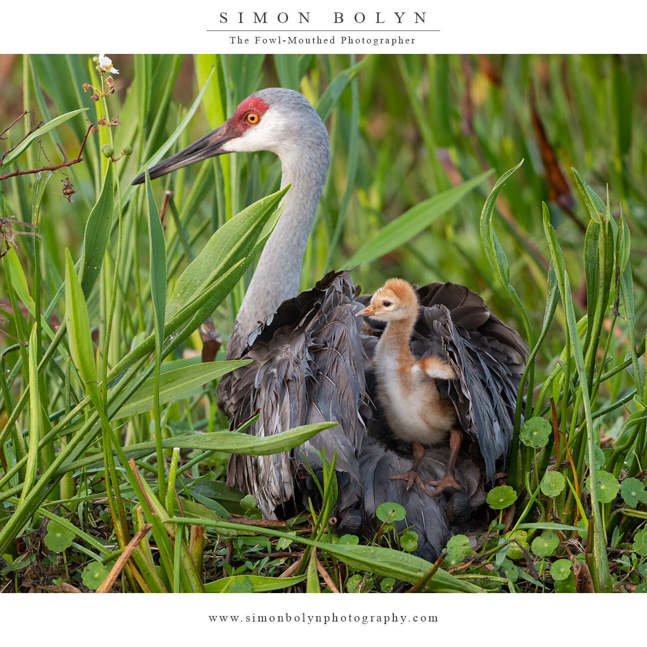 Sandhill-Crane-11