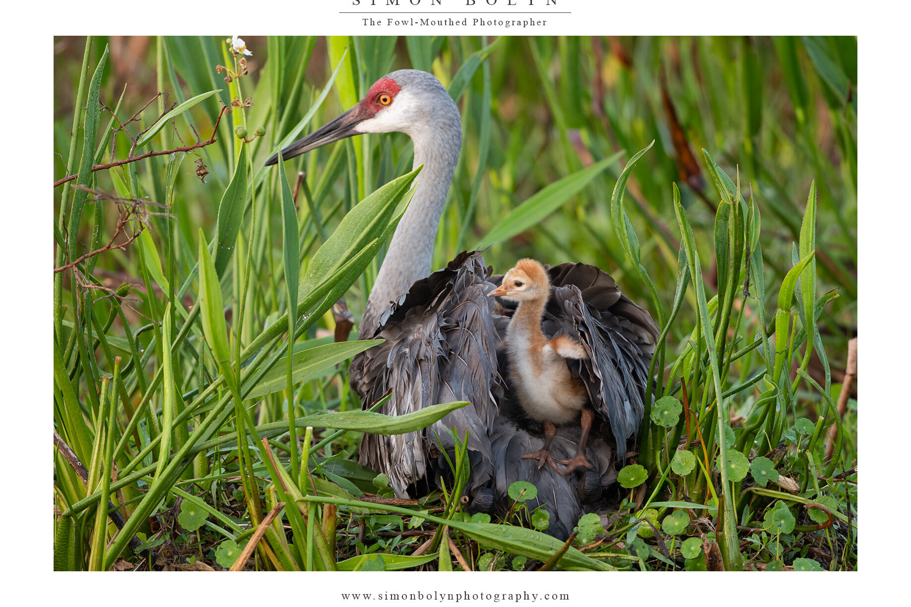 Sandhill-Crane-11